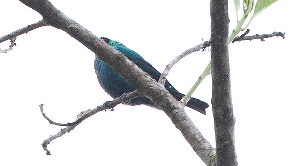 Green Honeycreeper (Chlorophanes spiza)