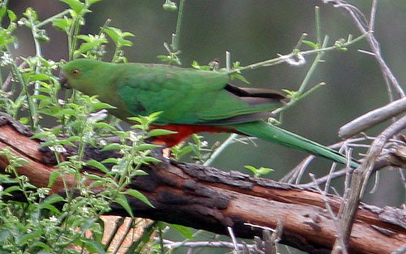 Australian King Parrot (Alisterus scapularis) female