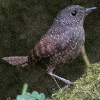 Spotted elachura (Elachura formosa)