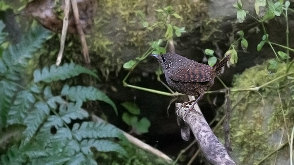 Spotted elachura (Elachura formosa)