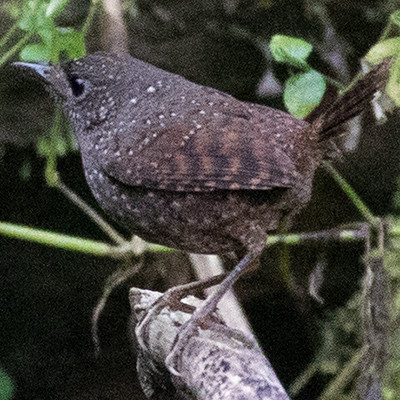 Spotted elachura (Elachura formosa)