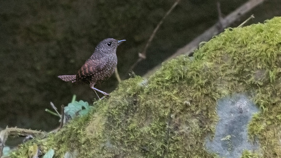 Spotted elachura (Elachura formosa)