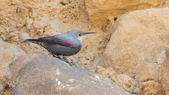 Wallcreeper (Tichodroma muraria)