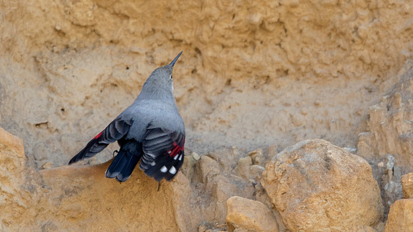 Wallcreeper (Tichodroma muraria)