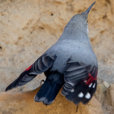 Wallcreeper (Tichodroma muraria)