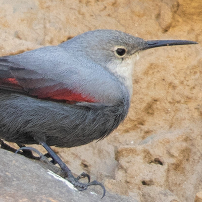 Wallcreeper (Tichodroma muraria)