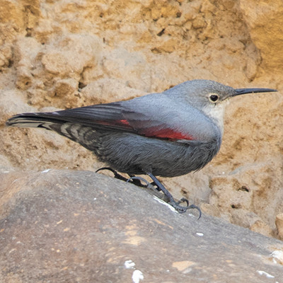 Wallcreeper (Tichodroma muraria)