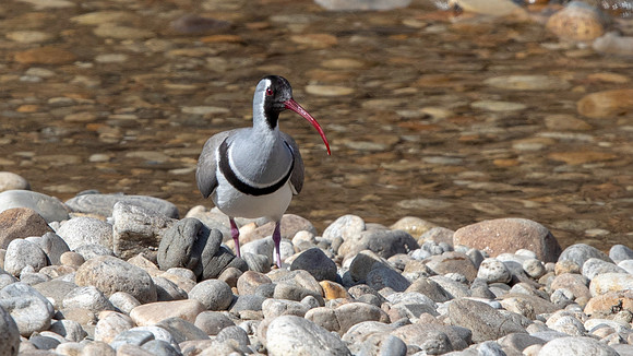 Ibisbill (Ibidorhyncha struthersii)
