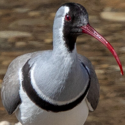 Ibisbill (Ibidorhyncha struthersii)
