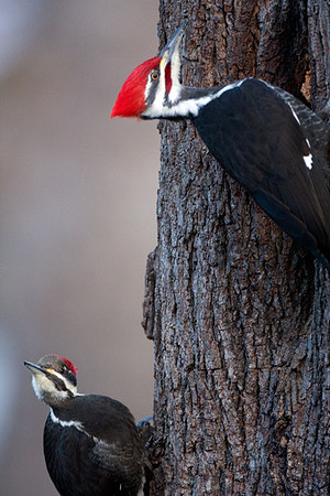 Pileated Woodpecker (Dryocopus pileatus) female and male