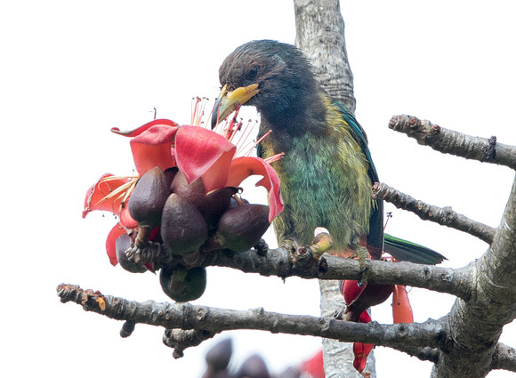 Great barbet (Megalaima virens)