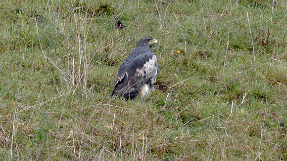 Black-chested Buzzard-Eagle (Geranoaetus melanoleucus)