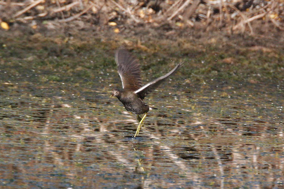 Common Moorhen (Gallinula chloropus) juvenile; also known as Common Gallinule