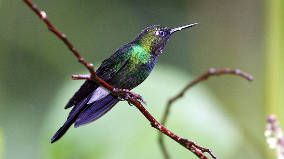 Tourmaline Sunangel (Heliangelus exortis)