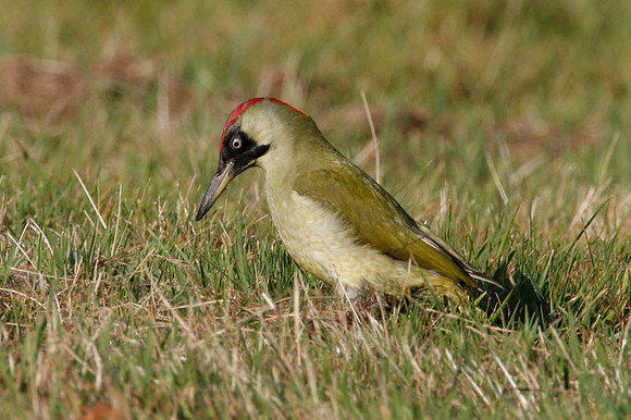Green Woodpecker (Picus viridis) female