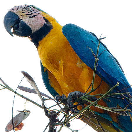 Blue-and-Yellow Macaw (Ara ararauna)
