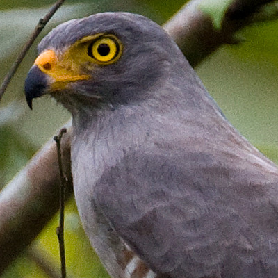 Roadside Hawk (Buteo magnirostris)
