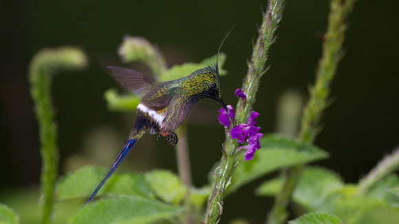 Wire-crested Thorntail (Discosura popelairii)