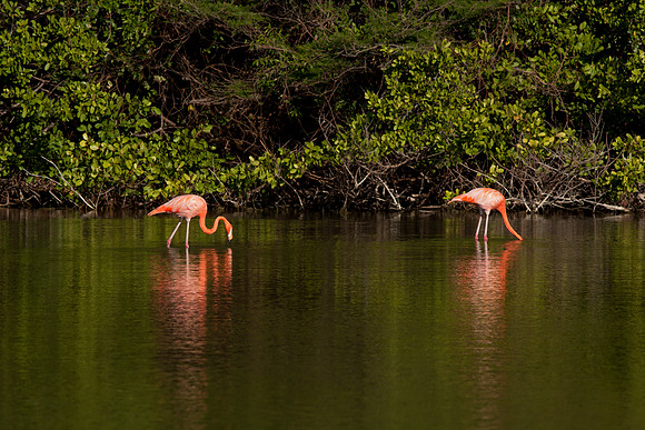 Greater Flamingo (Phoenicopterus roseus)