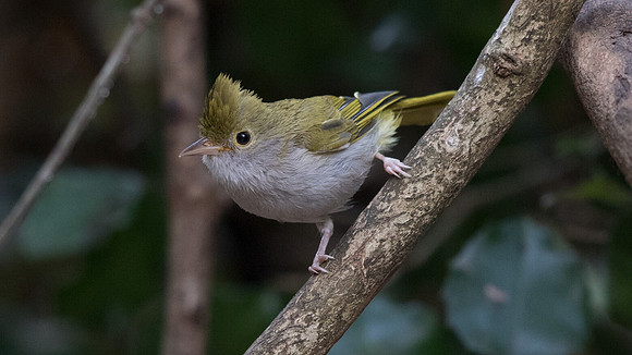White-bellied erpornis (Erpornis zantholeuca)