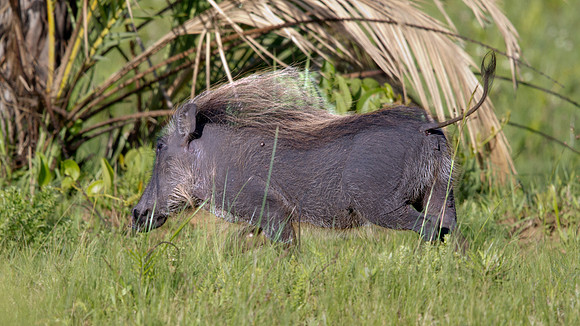 Warthog (Phacochoerus africanus)