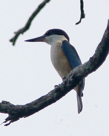 Sacred Kingfisher (Todiramphus sanctus)