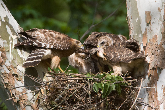 Red-shouldered Hawk (Buteo lineatus) adult and juvenile