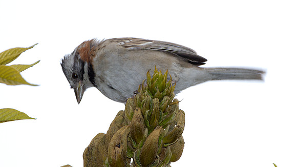 Rufous-collared Sparrow (Zonotrichia capensis)