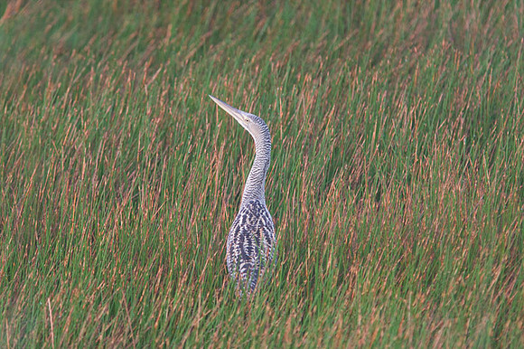 American Bittern (Botaurus lentiginosus)