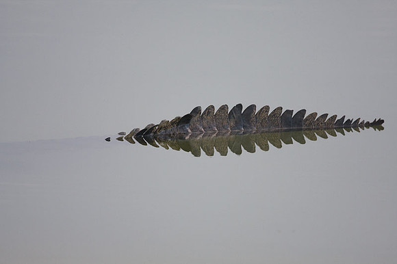 Alligator
