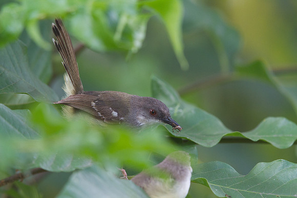 Bar-winged prinia (Prinia familiaris)