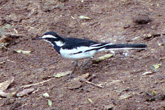 African Pied Wagtail (Motacilla aguimp)