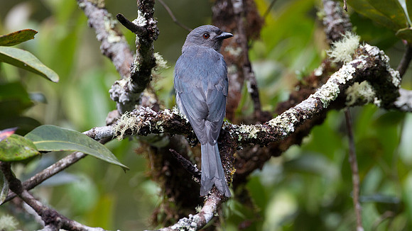 Ashy Drongo (Dicrurus leucophaeus)