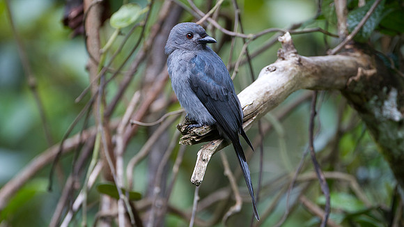 Ashy Drongo (Dicrurus leucophaeus)