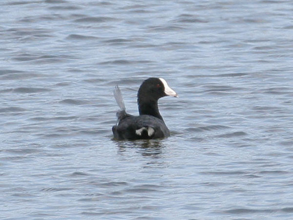 Caribbean Coot (Fulica caribaea)