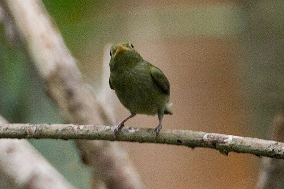 Red-capped Manakin (Pipra mentalis) female