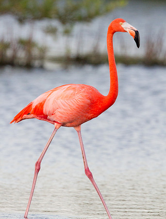 American Flamingo (Phoenicopterus ruber)