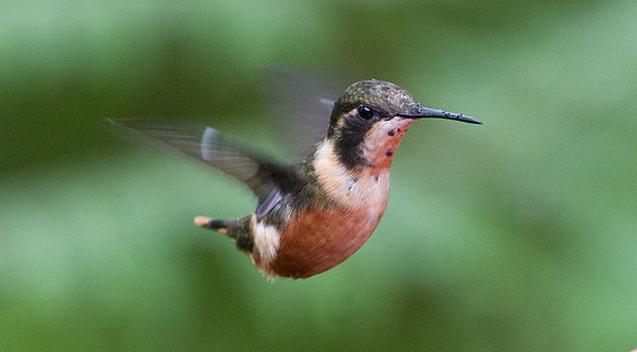 Purple-throated Woodstar (Calliphlox mitchellii)