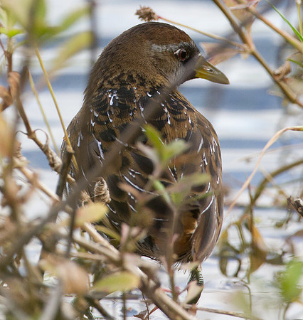 Sora (Porzana carolina)