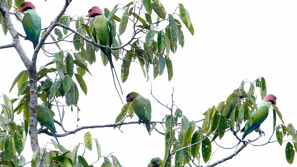 Long-tailed Parakeet (Psittacula longicauda)