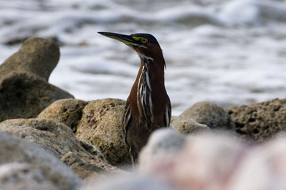 Green Heron (Butorides virescens)