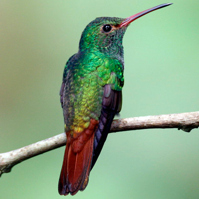 Rufous-tailed Hummingbird (Amazilia tzacatl)