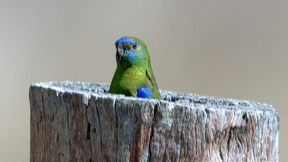 Turquoise parrot (Neophema pulchella)