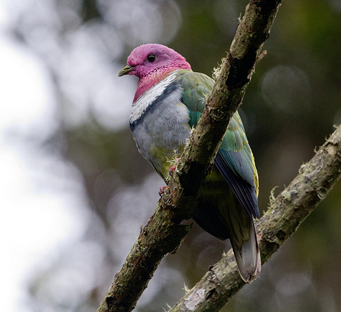 Pink-headed fruit dove (Ptilinopus porphyreus)
