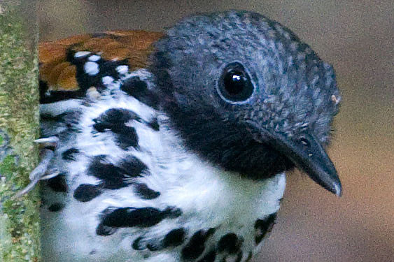 Spotted Antbird (Hylophylax naevioides)