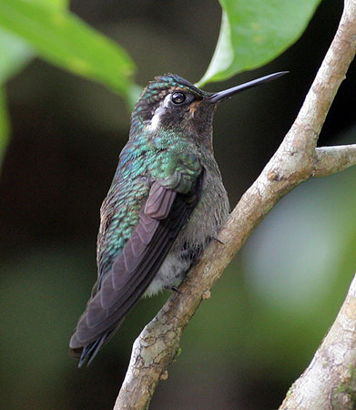 Purple-throated Mountaingem (Lampornis calolaemus) male