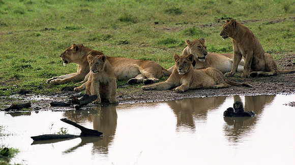 1988 Africa Lion cubs img446