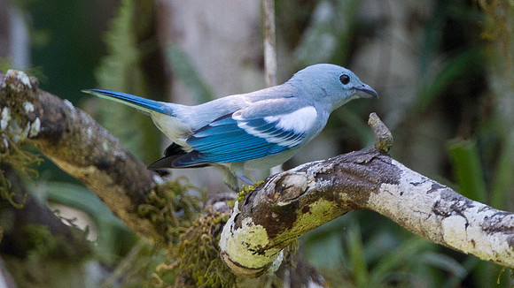 Blue-grey Tanager (Thraupis episcopus)