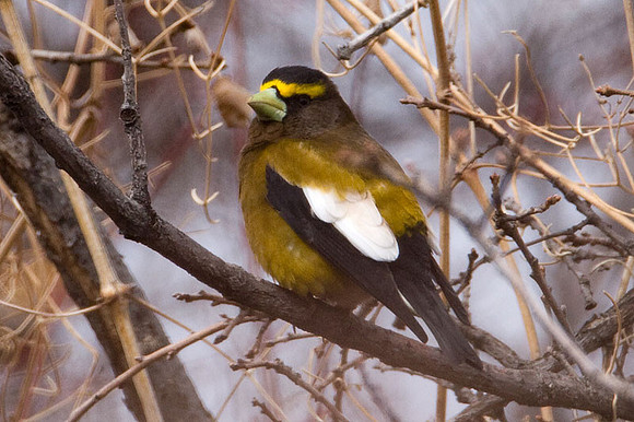 Evening Grosbeak (Coccothraustes vespertinus)