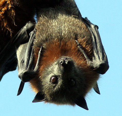 Grey-headed Flying-Fox (Pteropus poliocephalus)